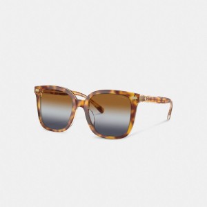 Coach Beveled Signature Oversized Square Sunglasses Marron Bleu Grise | COH866364