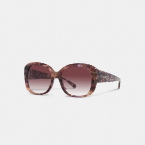 Coach Signature Oversized Square Sunglasses Violette | COH866382